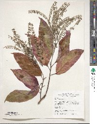 Oxydendrum arboreum image