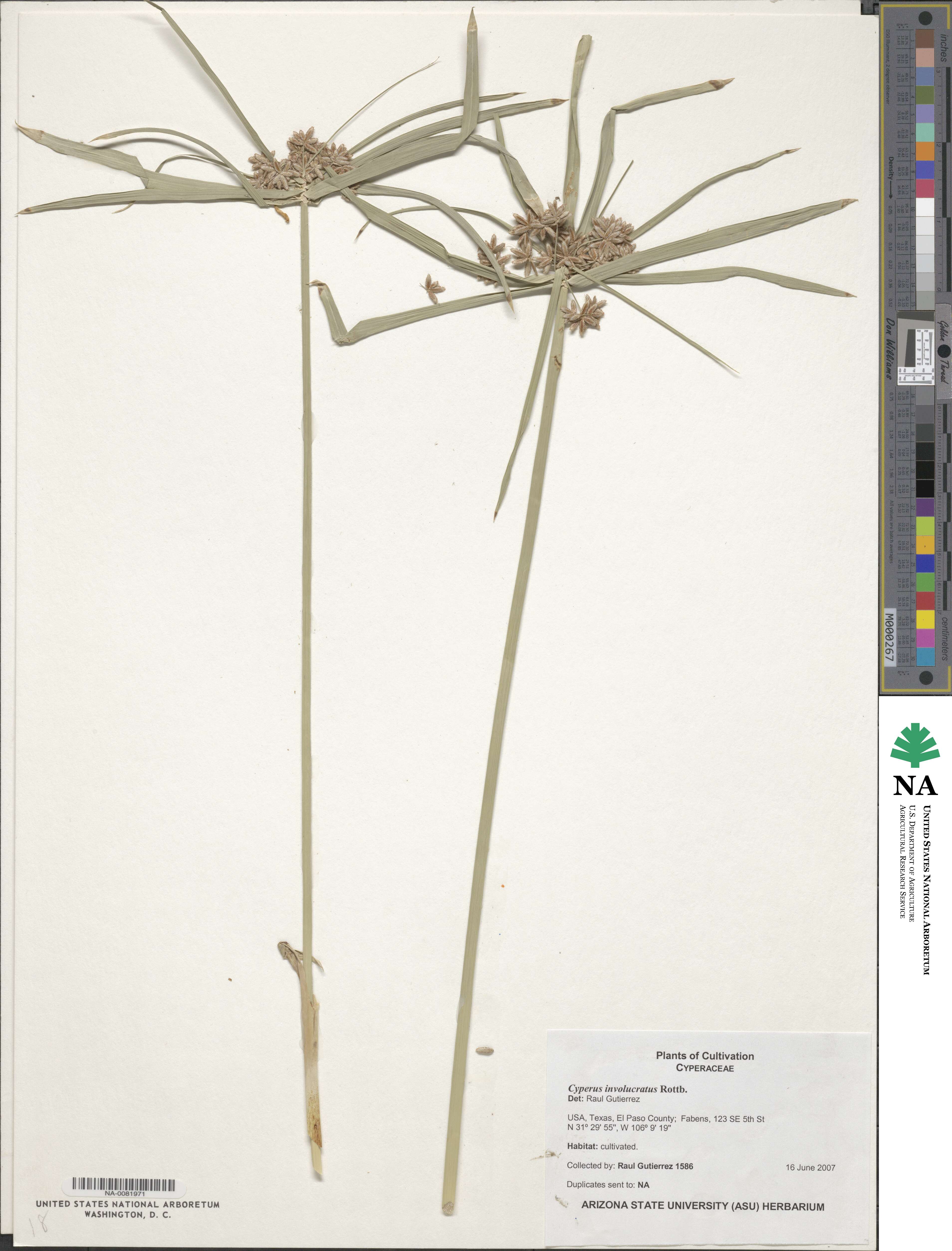 Cyperus involucratus image