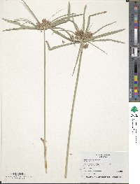 Cyperus involucratus image