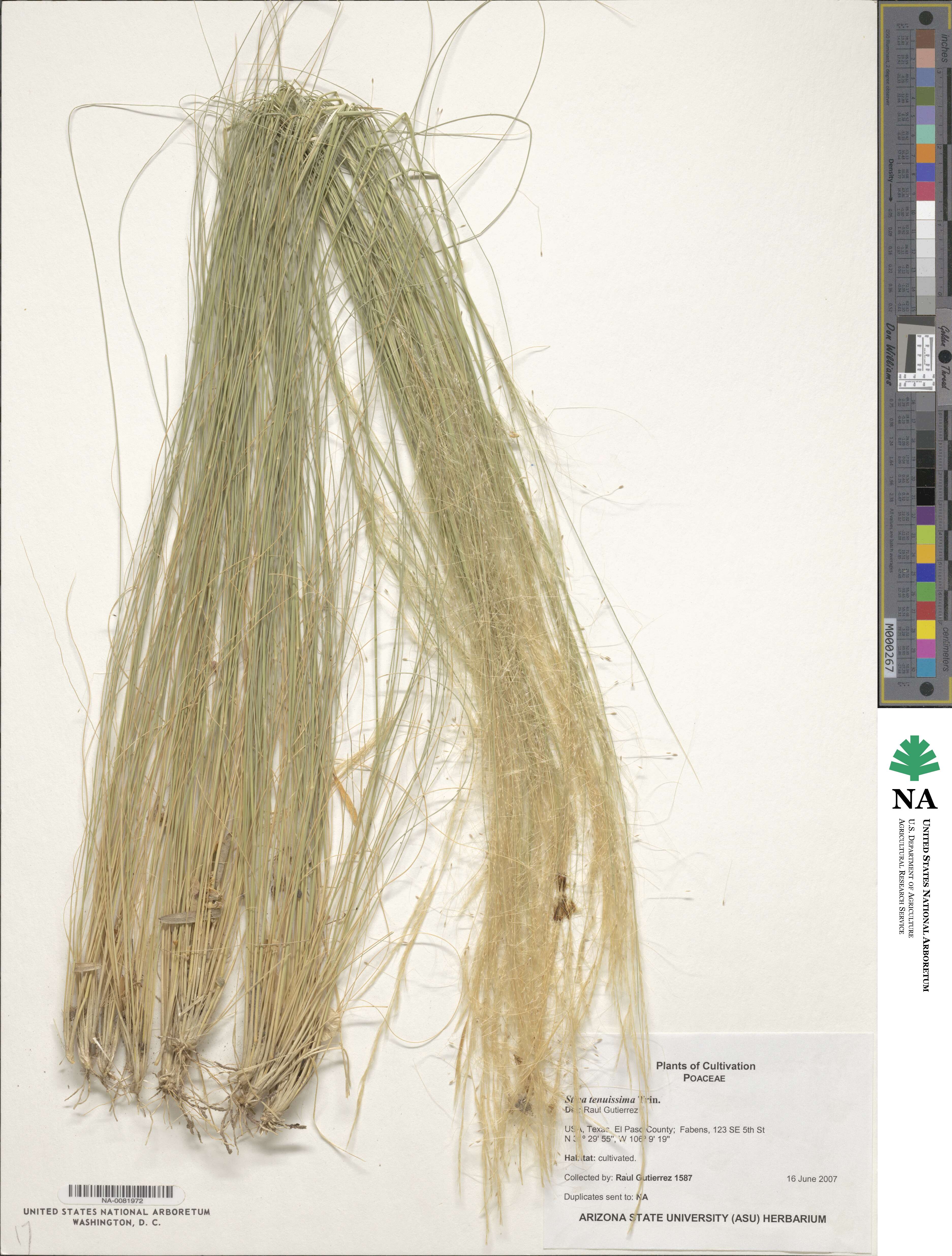 Nassella tenuissima image