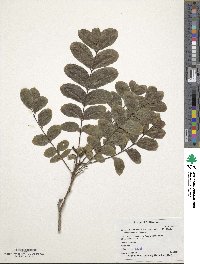 Carya illinoinensis image