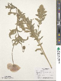 Papaver nudicaule image