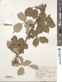 Rubus ulmifolius image