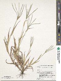 Digitaria ischaemum image