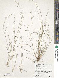 Eragrostis brownii image