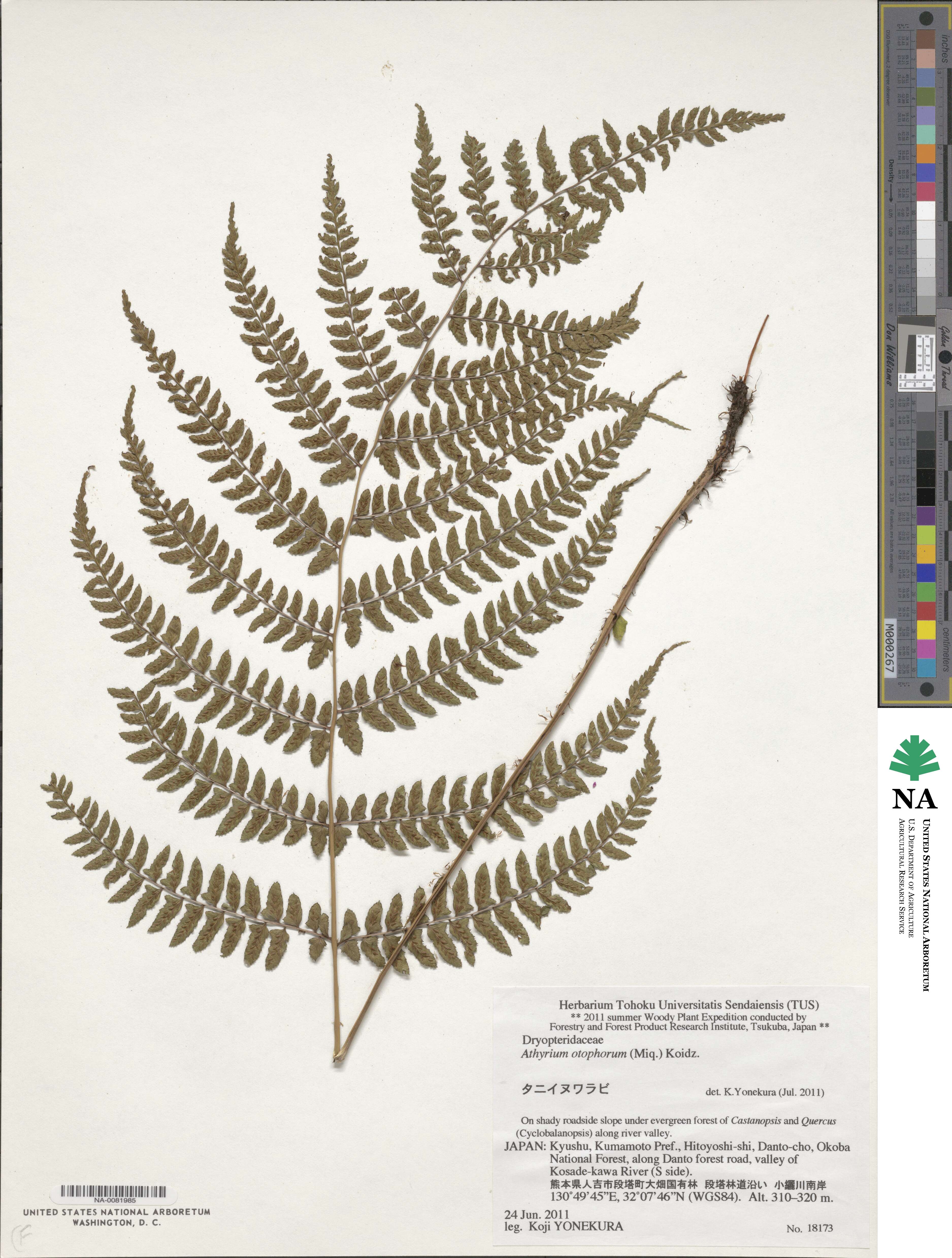 Athyrium otophorum image