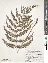 Athyrium otophorum image