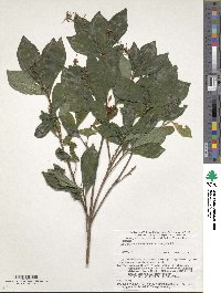 Elliottia paniculata image