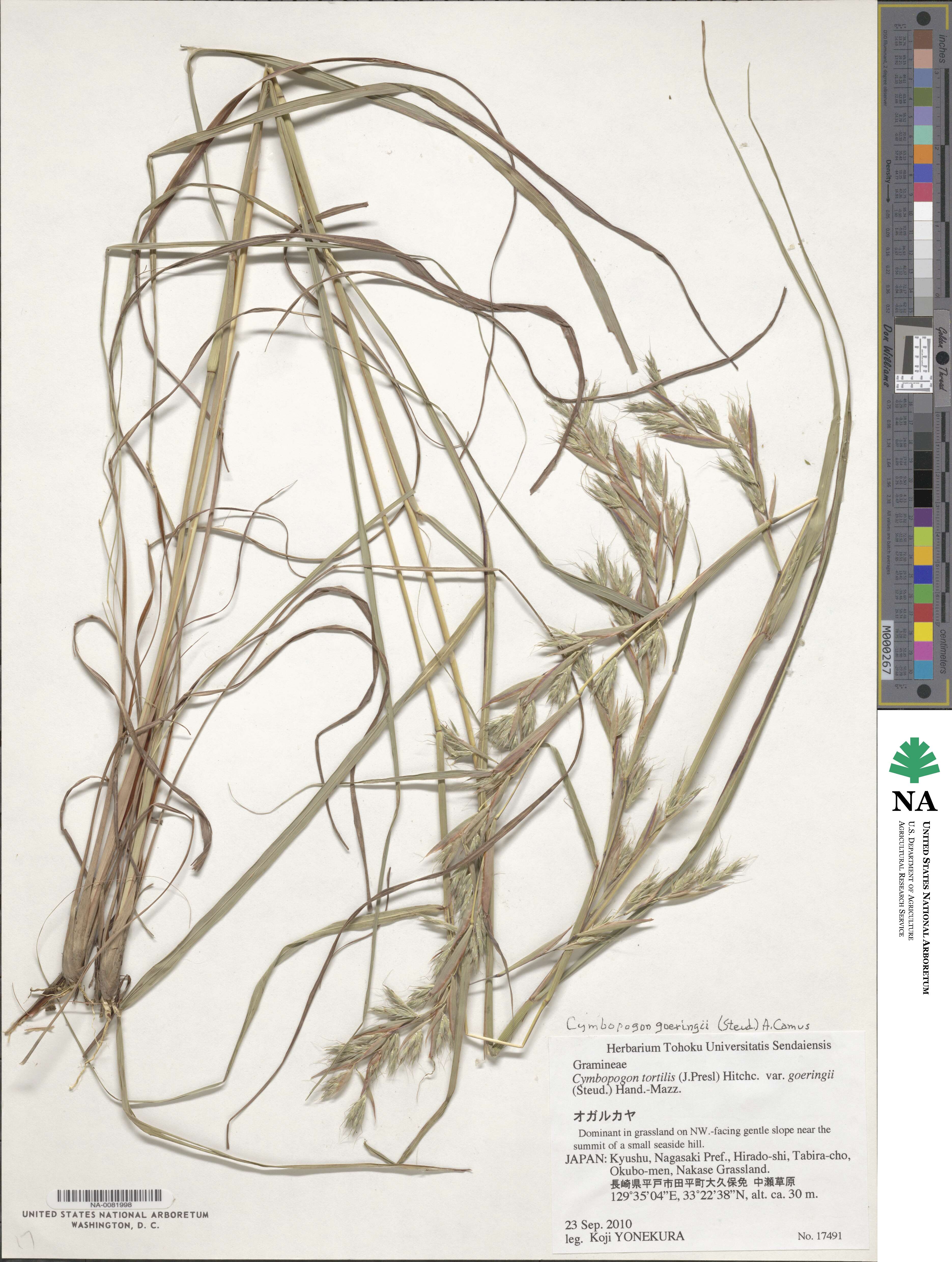 Cymbopogon goeringii image