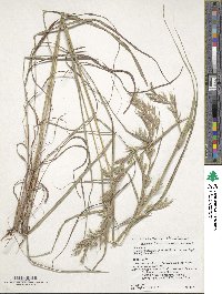 Image of Cymbopogon goeringii