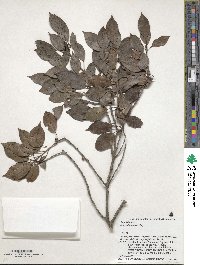 Ilex pedunculosa image