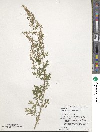 Artemisia gmelinii image