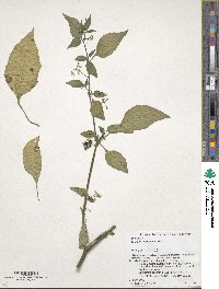 Solanum americanum image