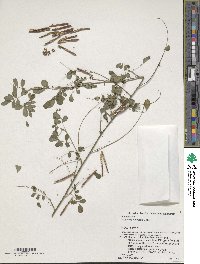 Indigofera bungeana image