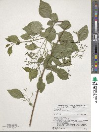 Premna microphylla image