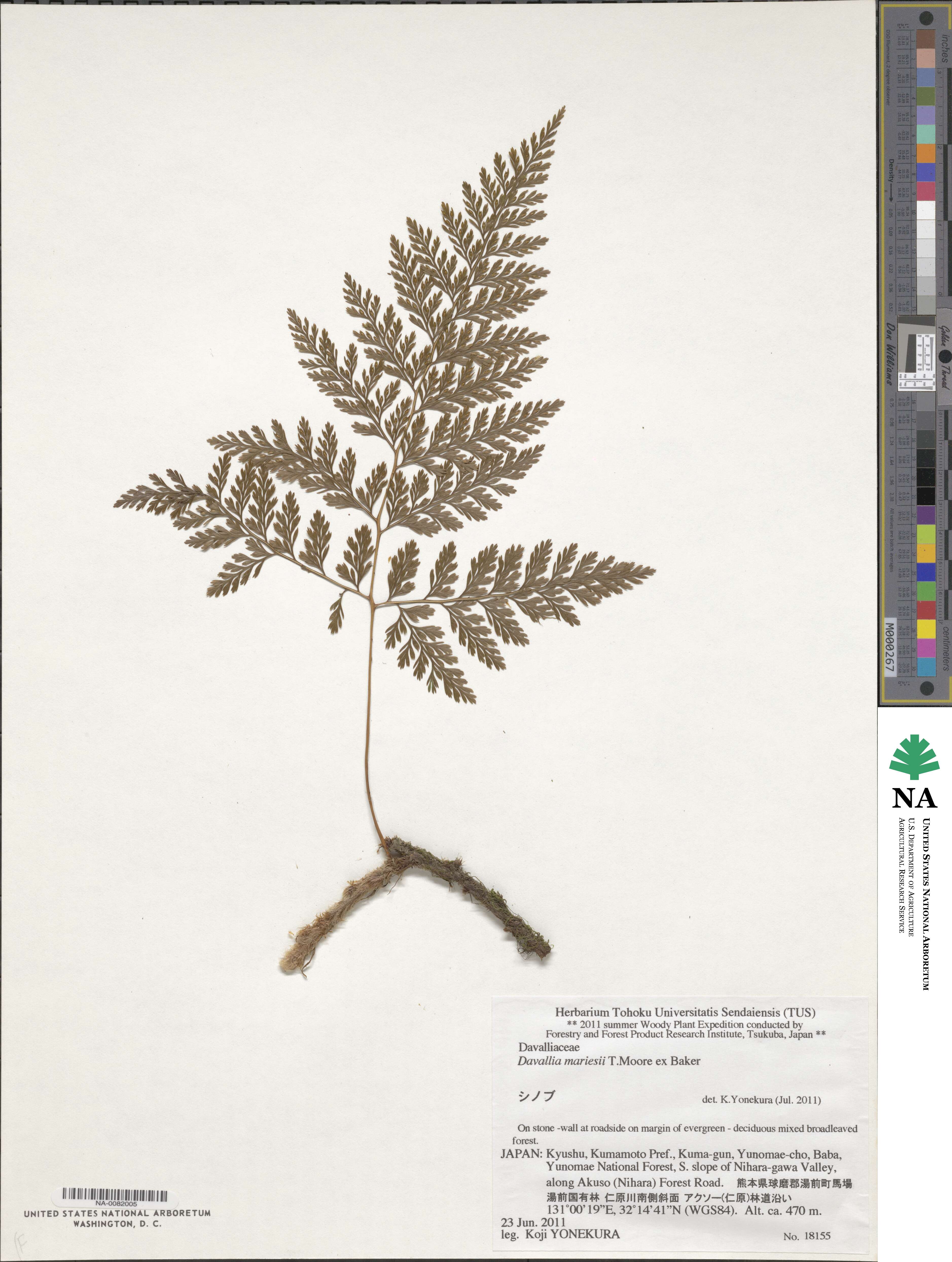 Davallia bullata image
