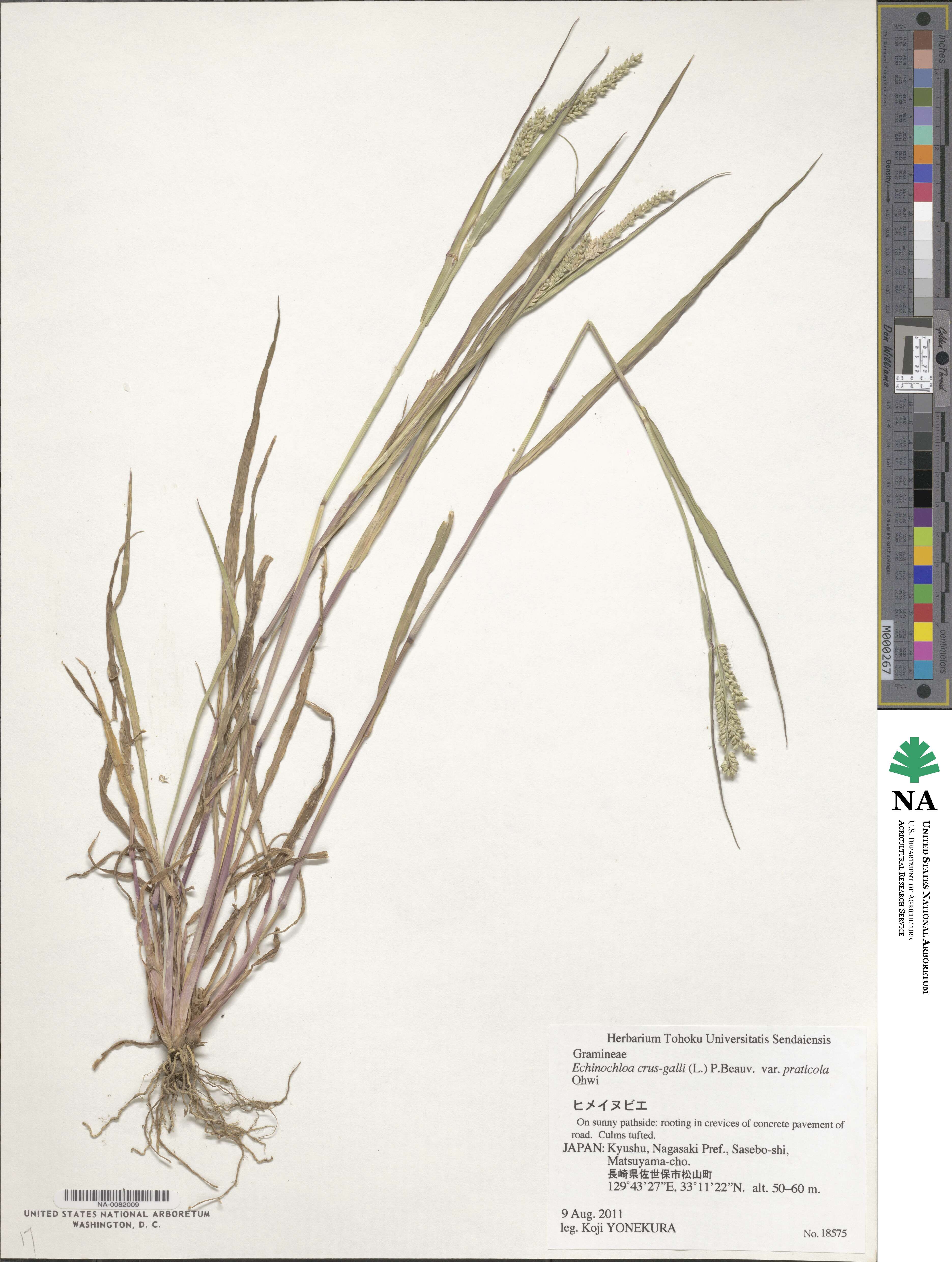 Echinochloa crus-galli subsp. crus-galli image