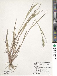 Echinochloa crus-galli image