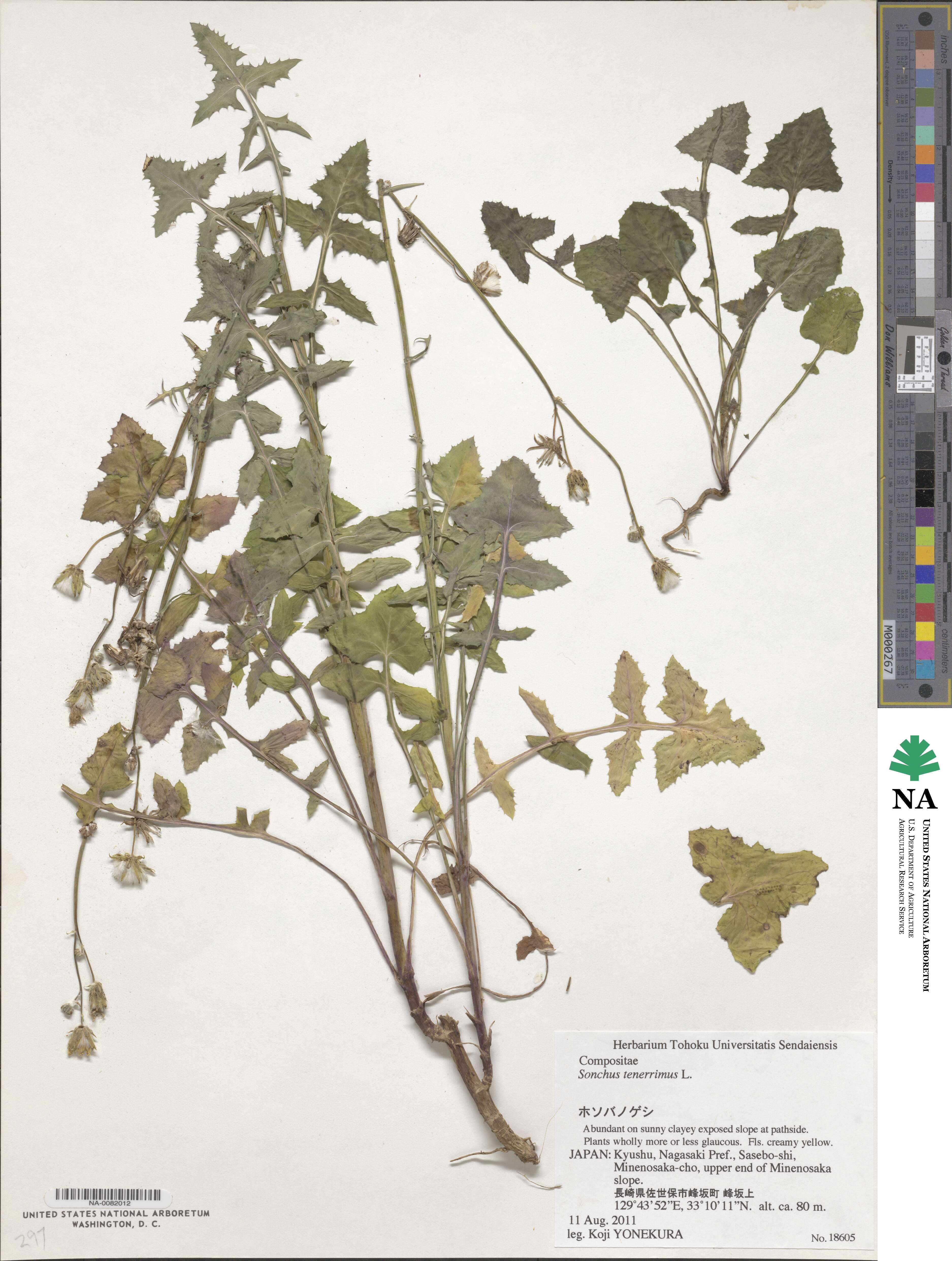 Sonchus tenerrimus image