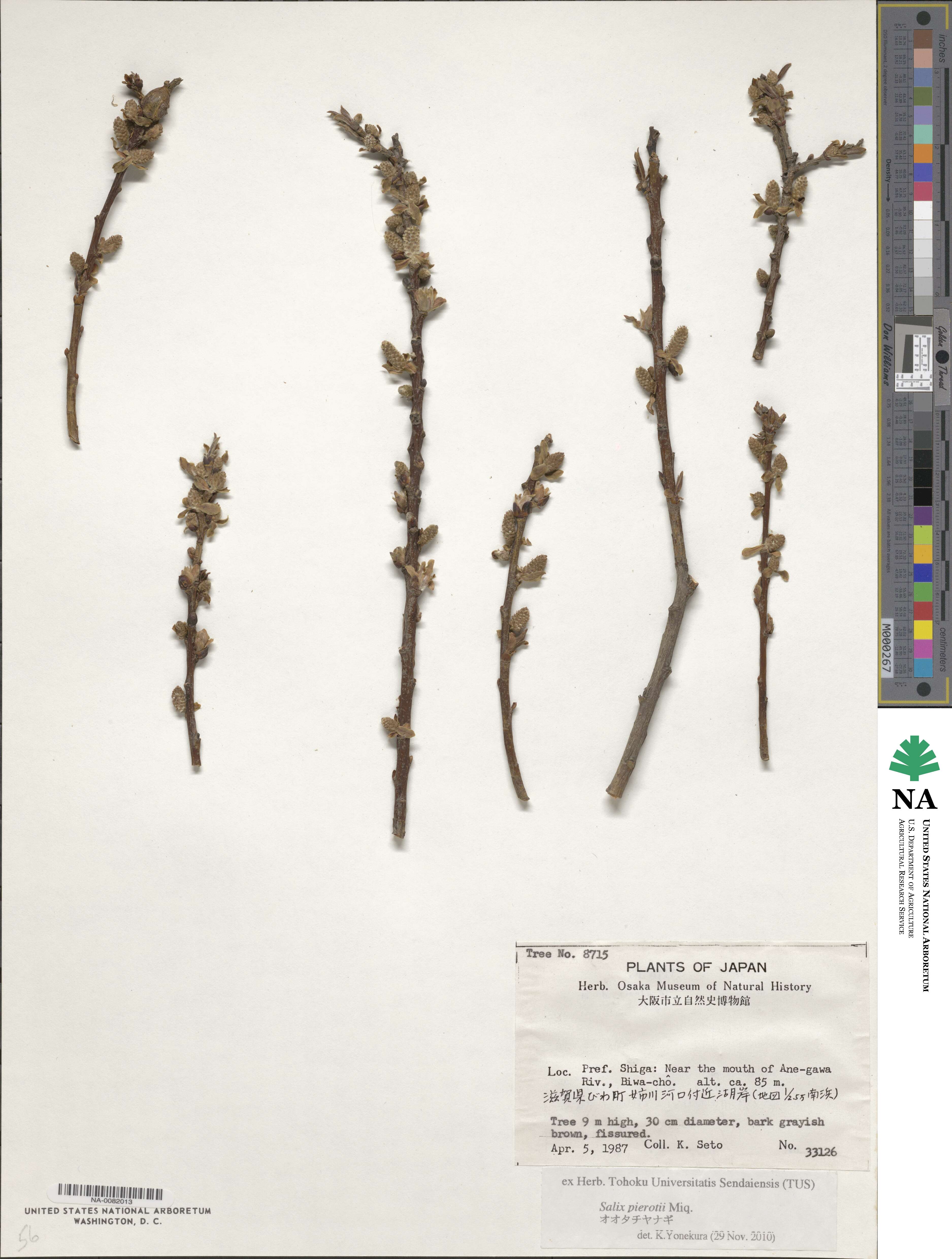 Salix pierotii image