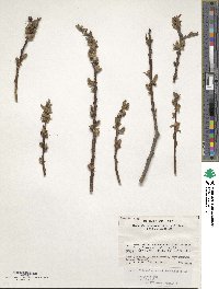 Salix pierotii image