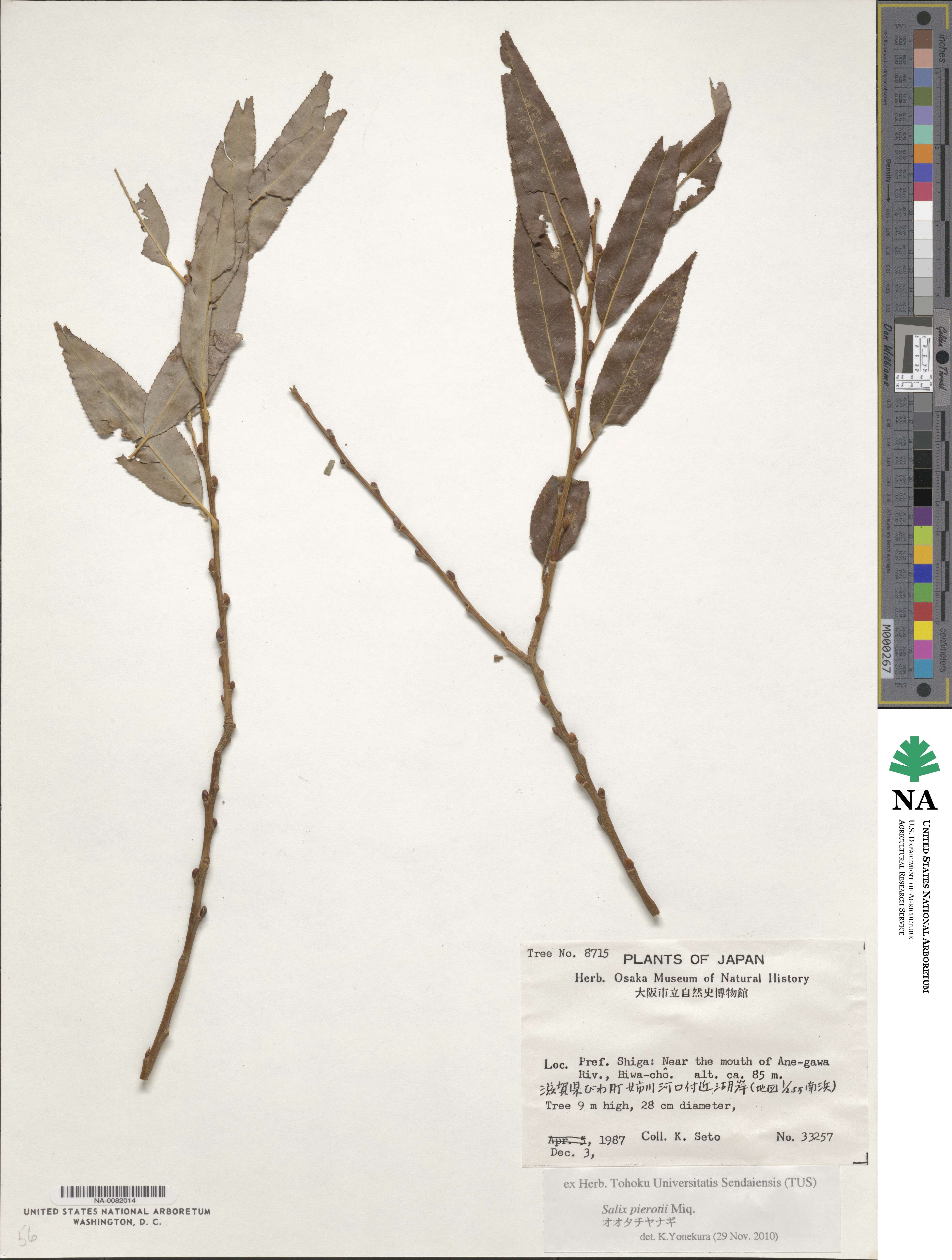 Salix pierotii image