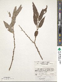 Salix pierotii image