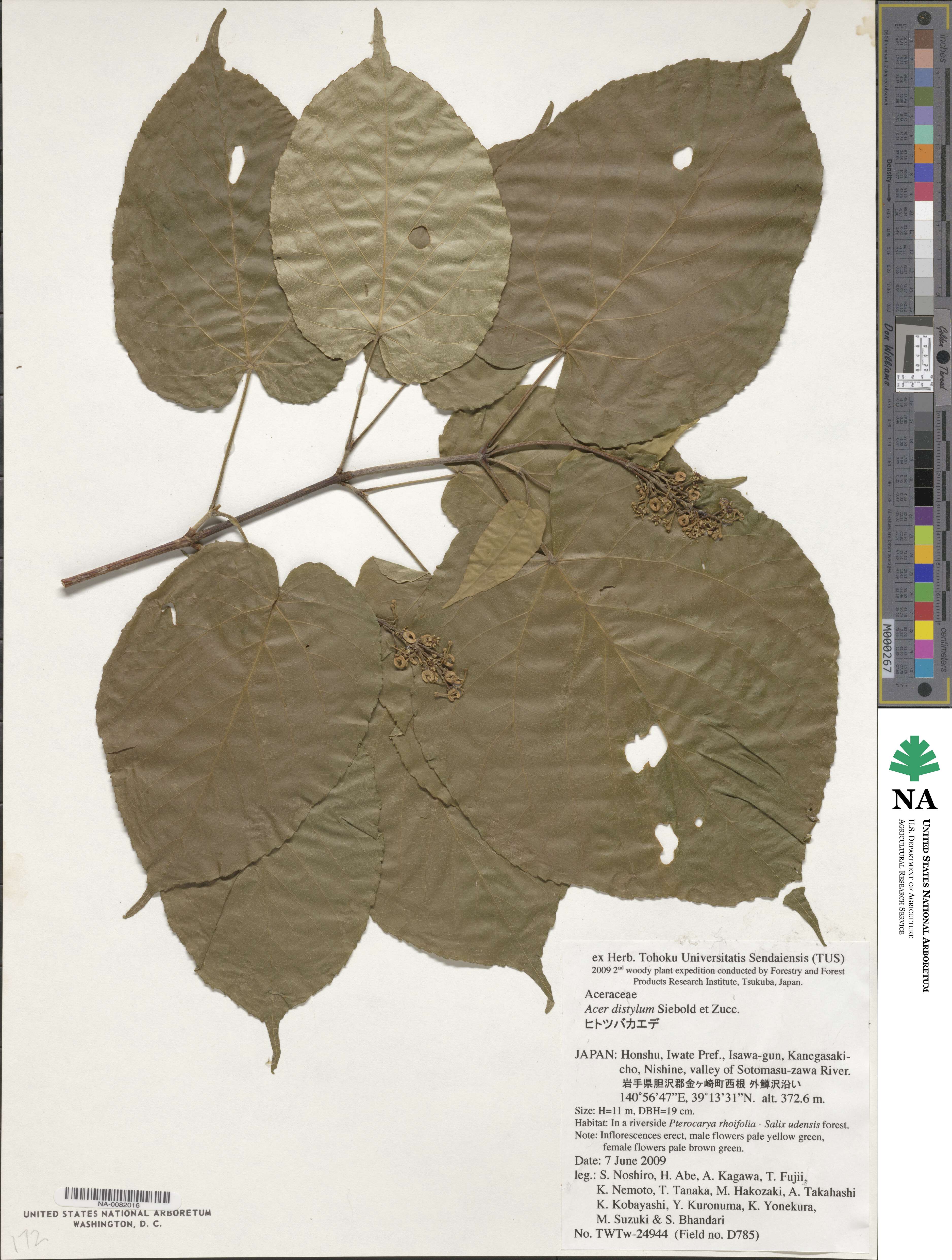 Acer distylum image