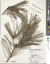 Pinus densiflora image