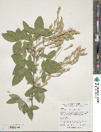 Image of Cytisus × adami