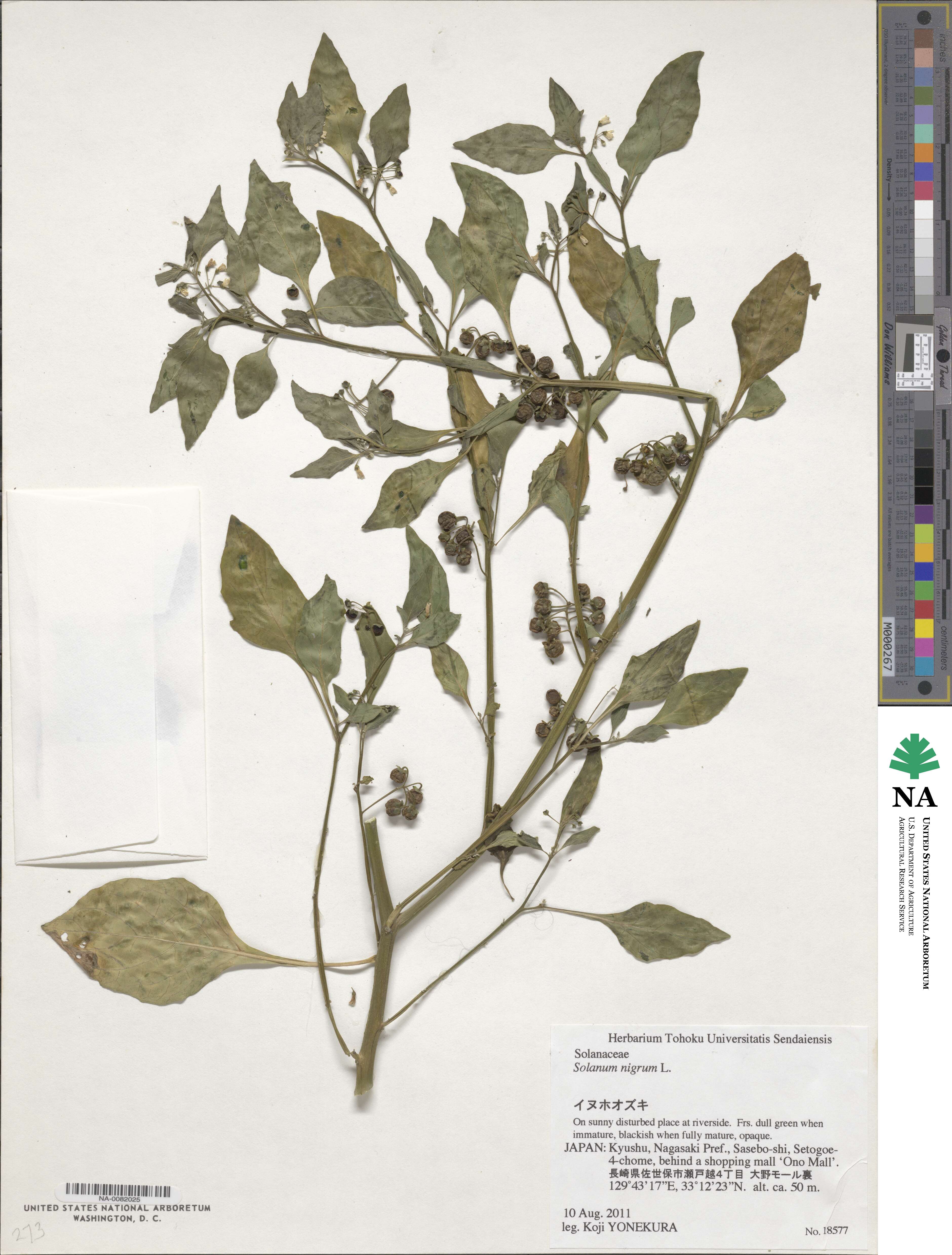 Solanum nigrum image