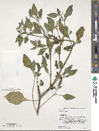 Solanum nigrum image