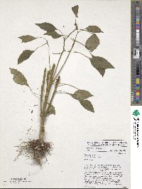 Capsicum annuum image