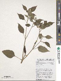 Capsicum annuum image