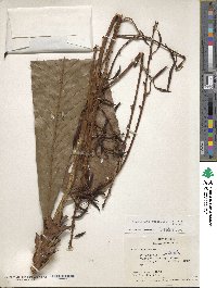 Cespedesia spathulata image