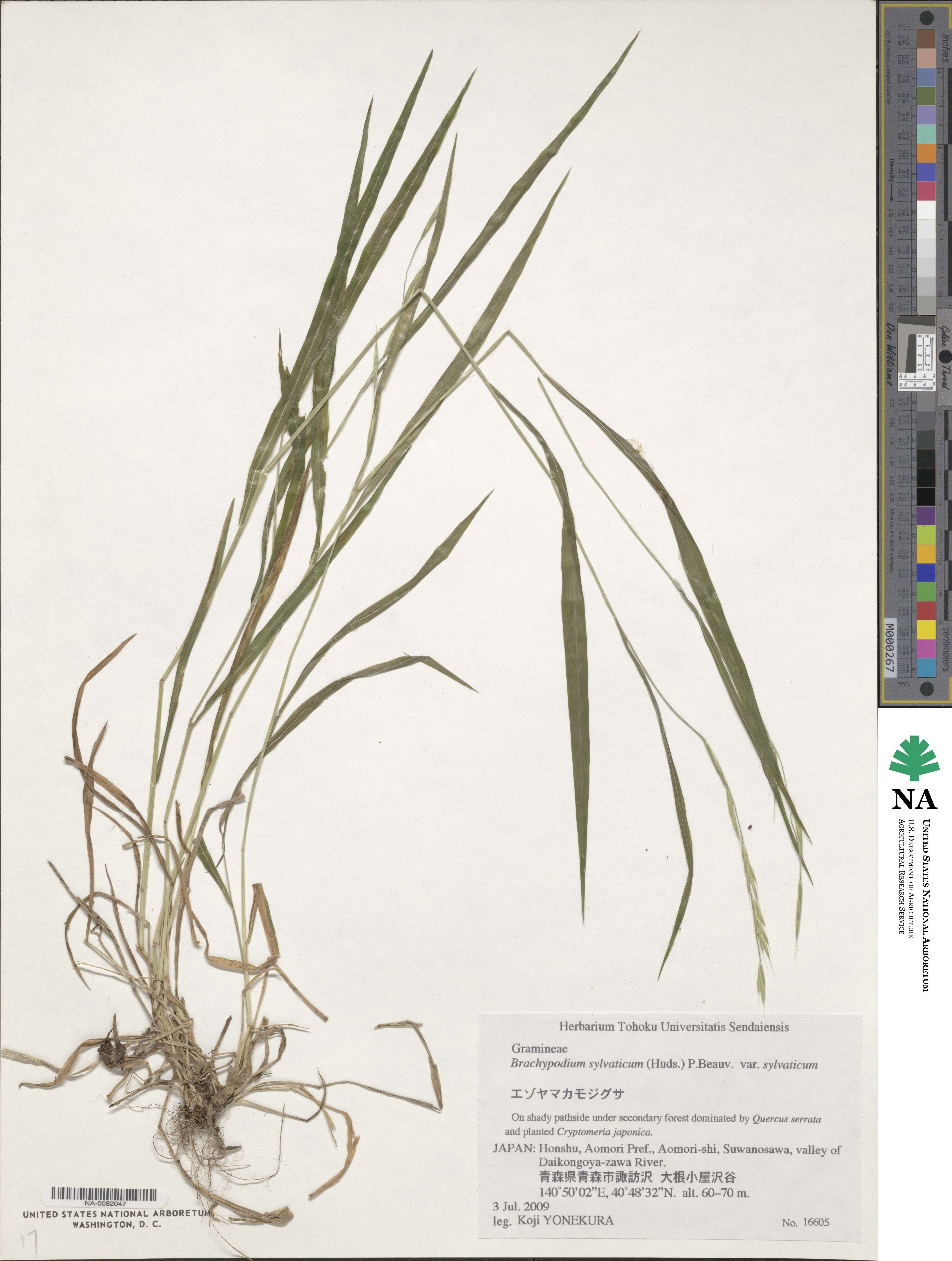 Brachypodium sylvaticum var. sylvaticum image