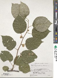 Actinidia polygama image