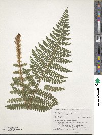 Polystichum braunii image