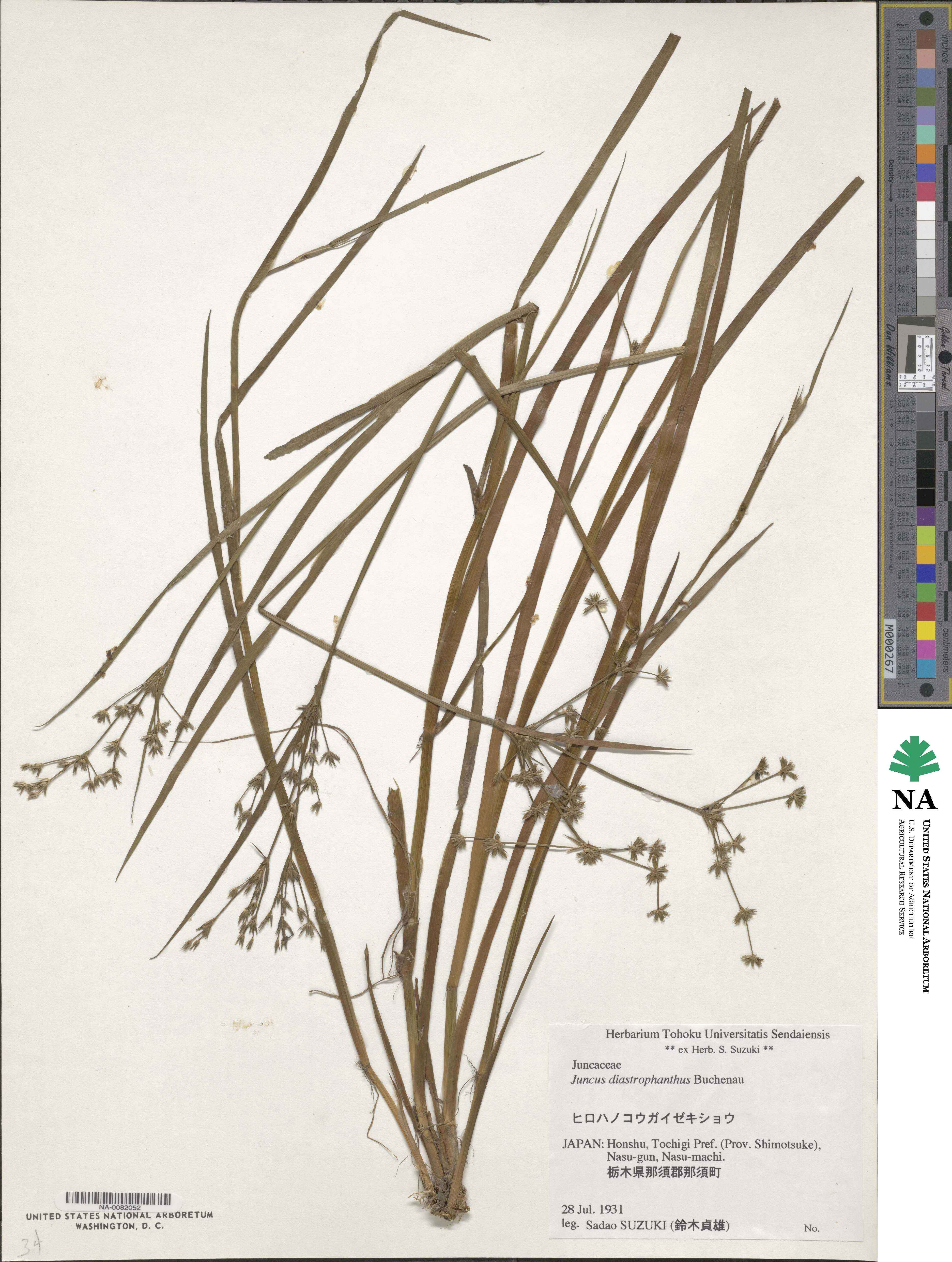 Juncus diastrophanthus image
