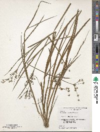 Image of Juncus diastrophanthus