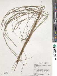 Carex thunbergii image