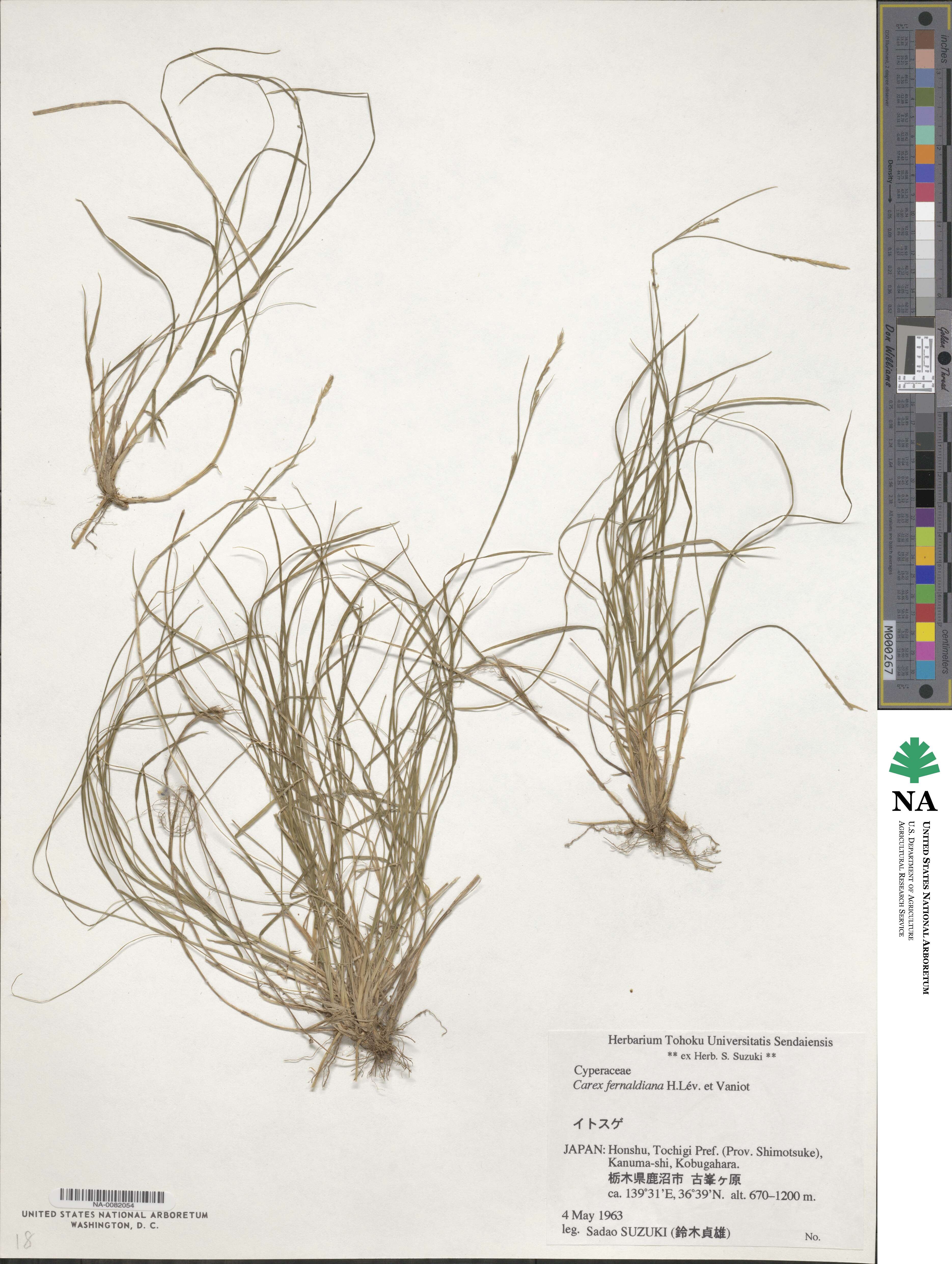 Carex pisiformis var. pisiformis image