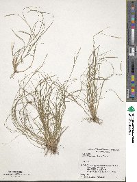 Carex pisiformis var. pisiformis image