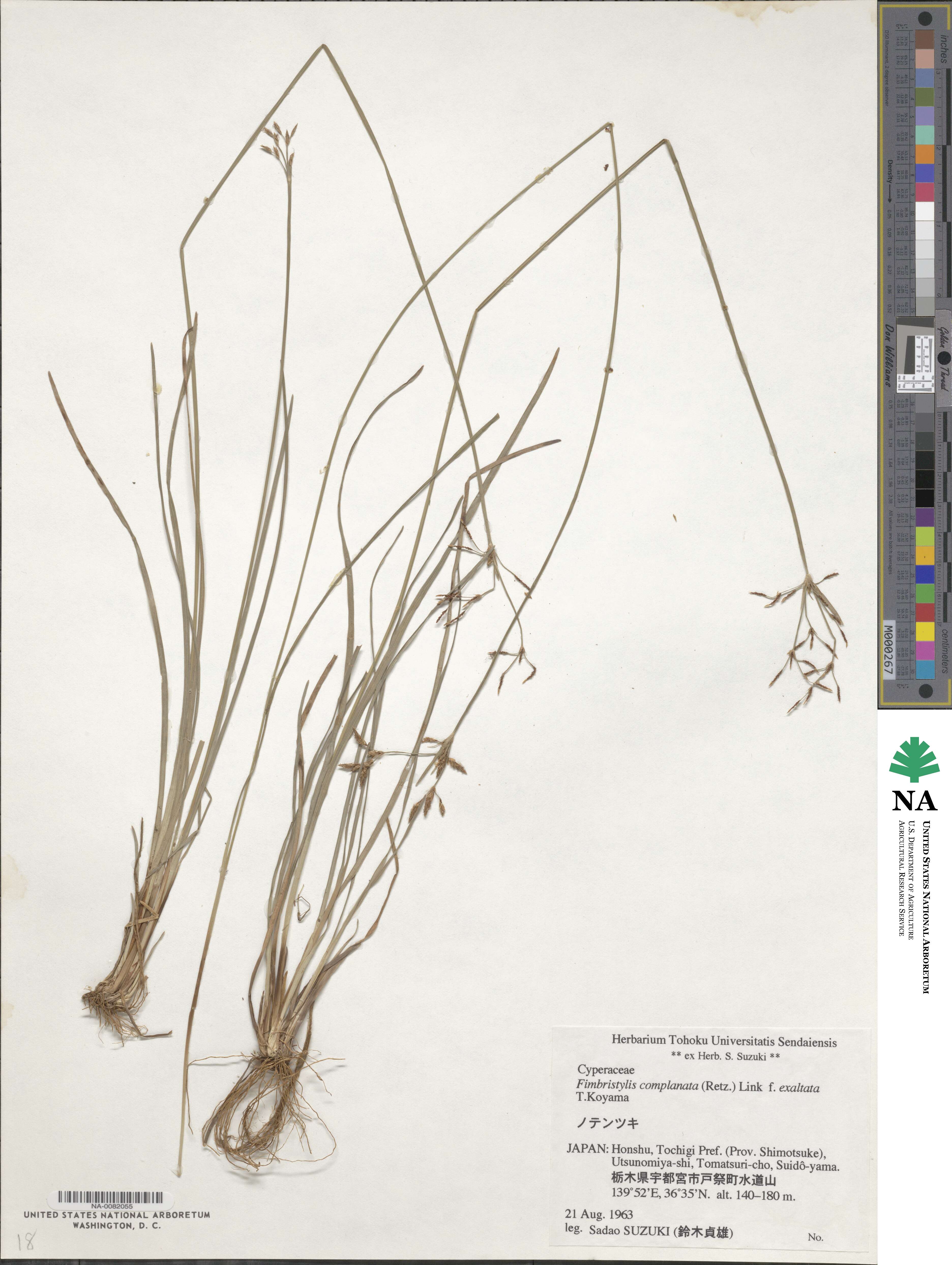 Fimbristylis complanata image