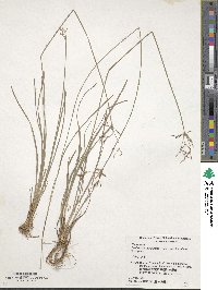 Fimbristylis complanata image