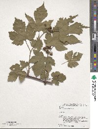 Rubus crataegifolius image