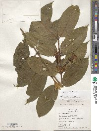 Image of Tachia occidentalis