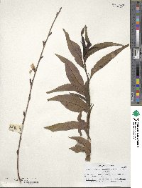 Prunus persica image