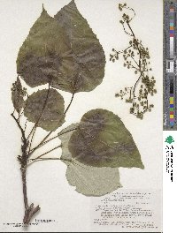 Idesia polycarpa image