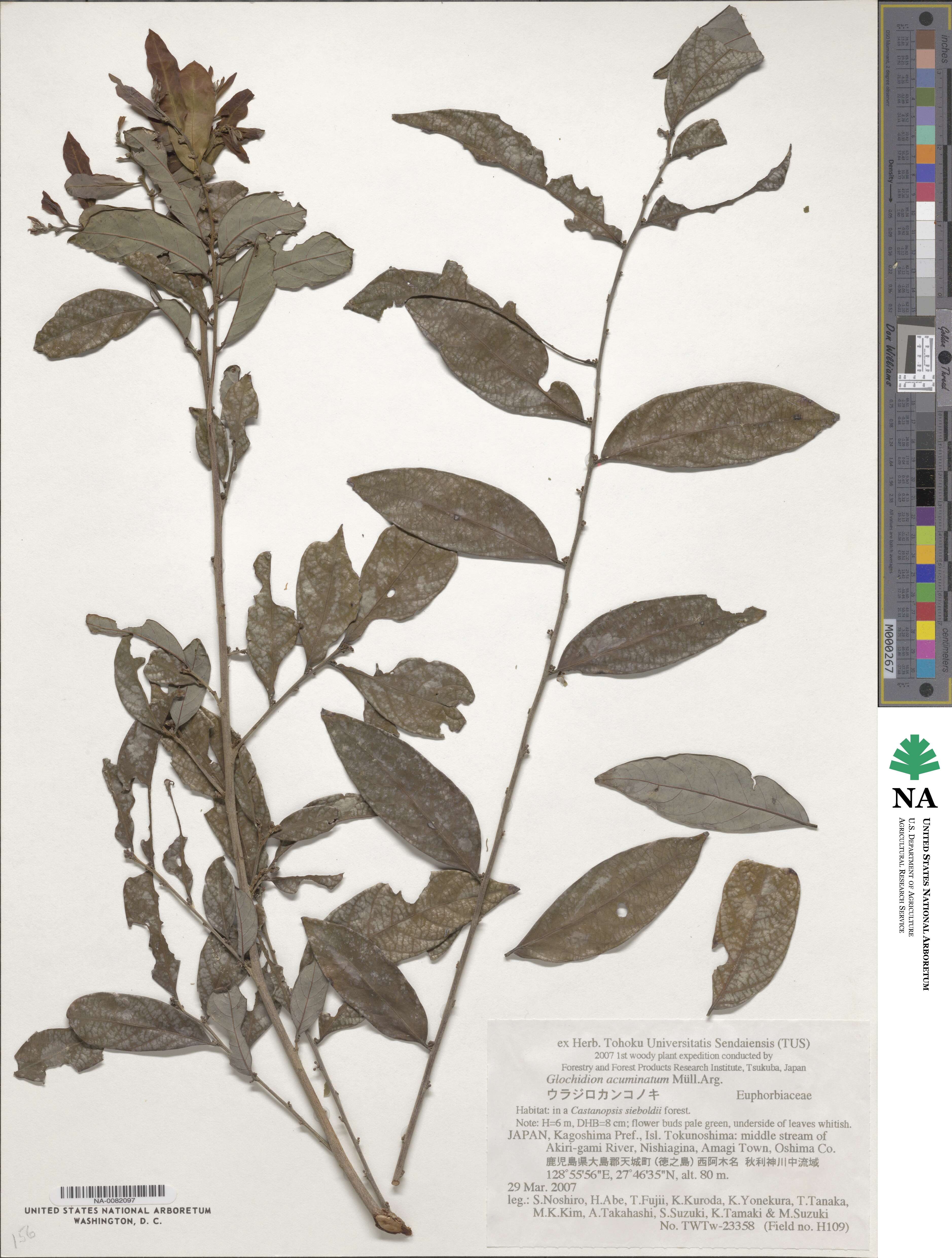 Glochidion acuminatum image
